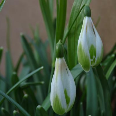 galanthus-wifi-schacoche