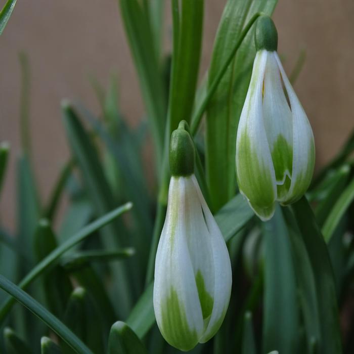 Galanthus 'Wifi Schacoche' plant