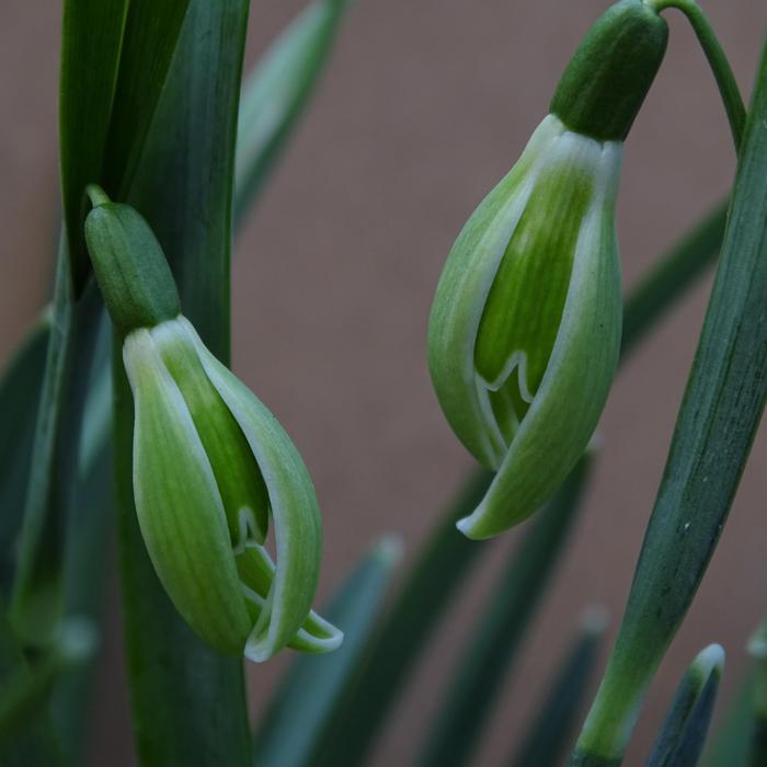 Galanthus 'Wifi Schagreen' plant