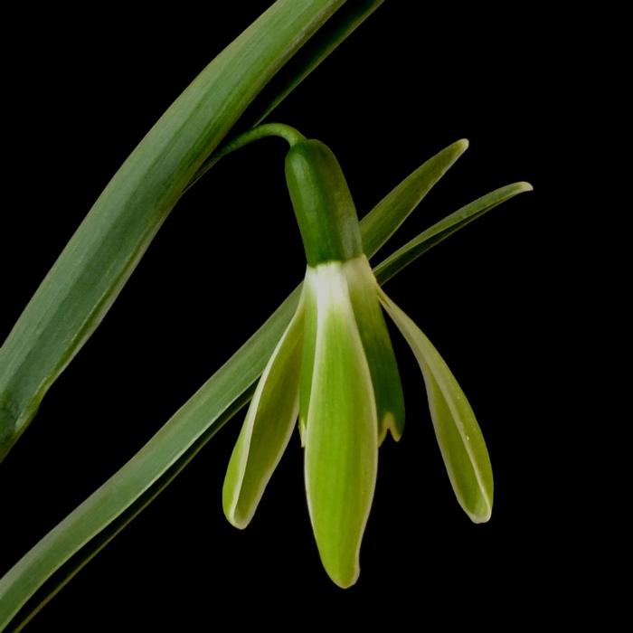 Galanthus 'Wifi Schagreen' plant