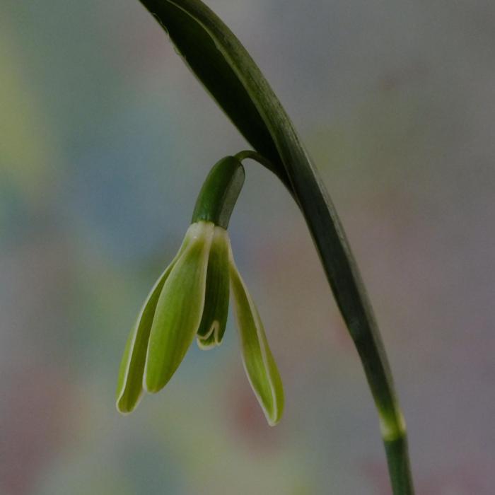 Galanthus 'Wifi Schagreen' plant