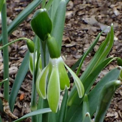 galanthus-wifi-schagreen