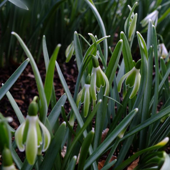 Galanthus 'Wifi Schagreen' plant