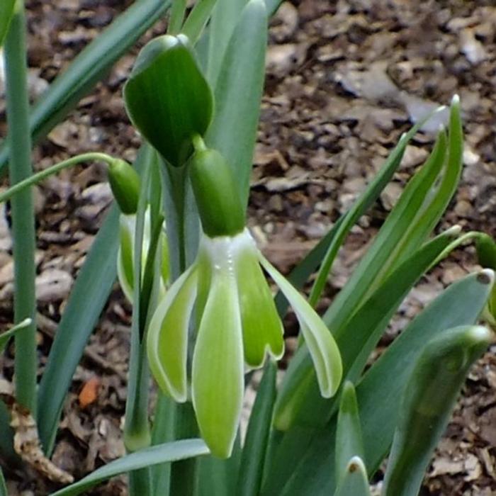 Galanthus 'Wifi Schagreen' plant