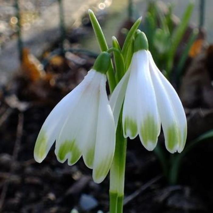 Galanthus 'Wifi Schampagne' plant