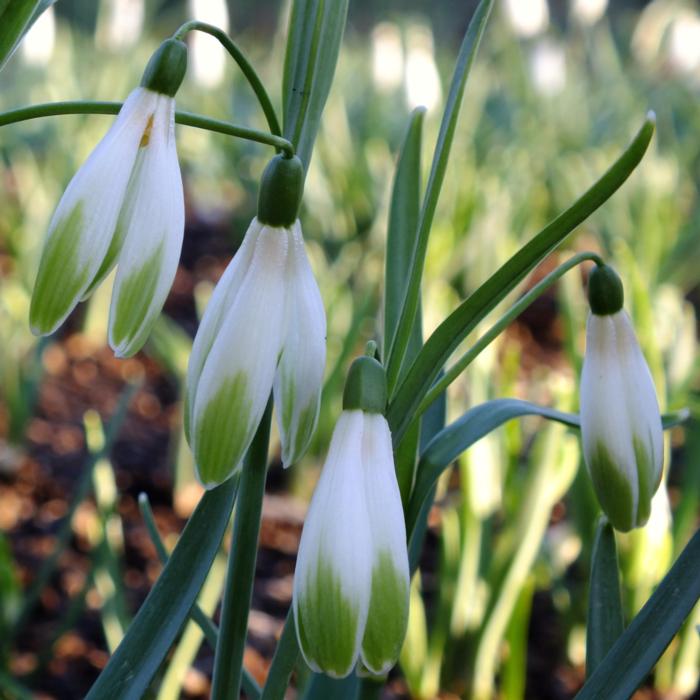 Galanthus 'Wifi Schampagne' plant