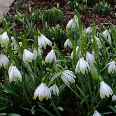 galanthus-wifi-schampagne_400.jpeg