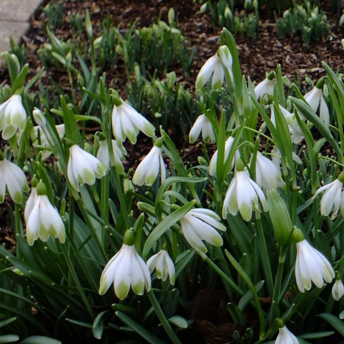 Galanthus 'Wifi Schampagne' plant