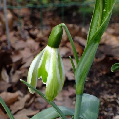 galanthus-wifi-schampsdemars_1_400.jpeg