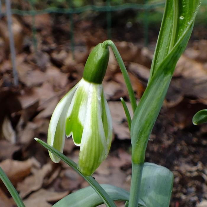 Galanthus 'Wifi Schamps-de-Mars' plant