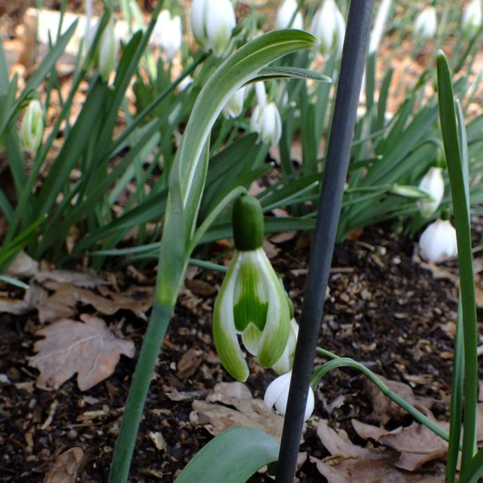 Galanthus 'Wifi Schamps-de-Mars' plant