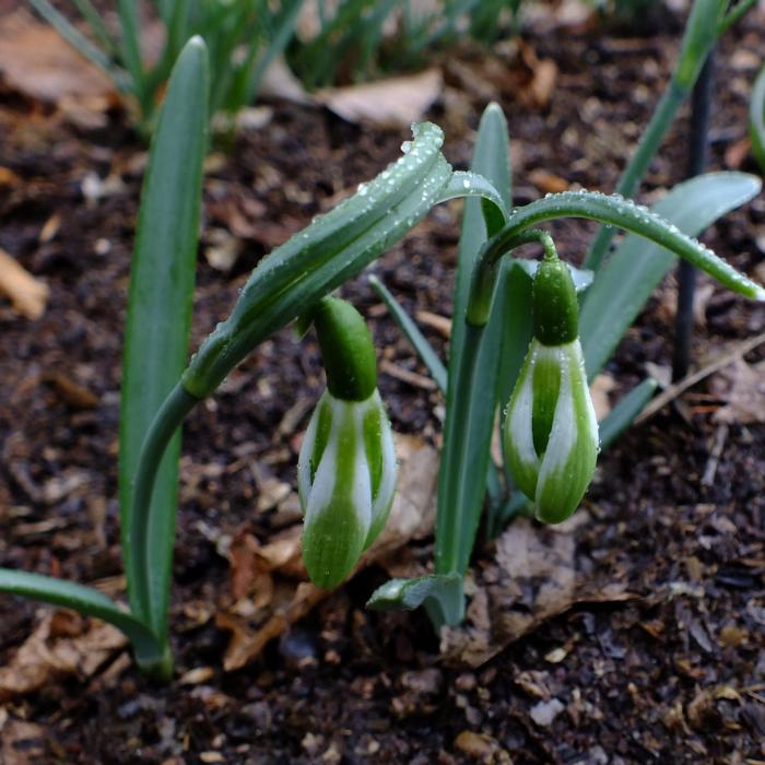 Galanthus 'Wifi Schamps-de-Mars' plant