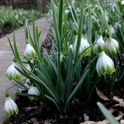 galanthus-wifi-schansard_400.jpeg