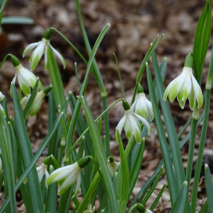 Galanthus 'Wifi Schanterelle' plant