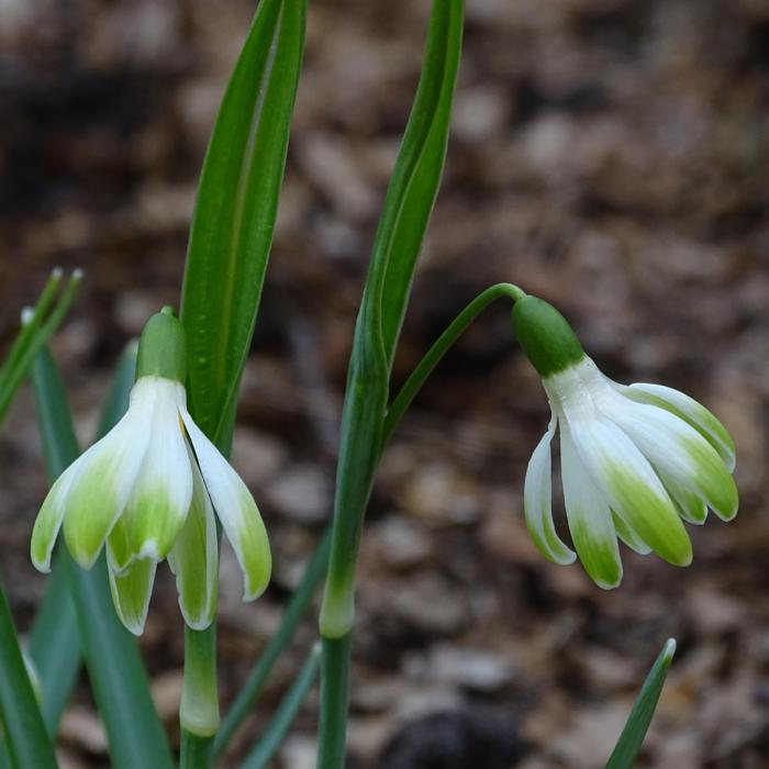 Galanthus 'Wifi Schanterelle' plant