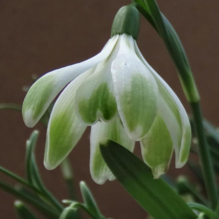 Galanthus 'Wifi Schapeau' plant