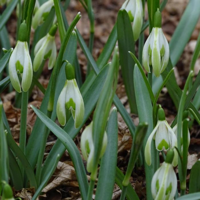 Galanthus 'Wifi Scharacteristic' plant