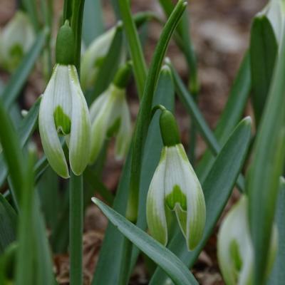 galanthus-wifi-scharacteristic_400.jpeg