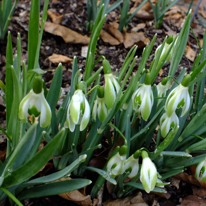 Galanthus 'Wifi Scharcuterie' plant