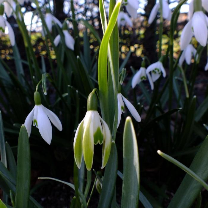 Galanthus 'Wifi Scharcuterie' plant