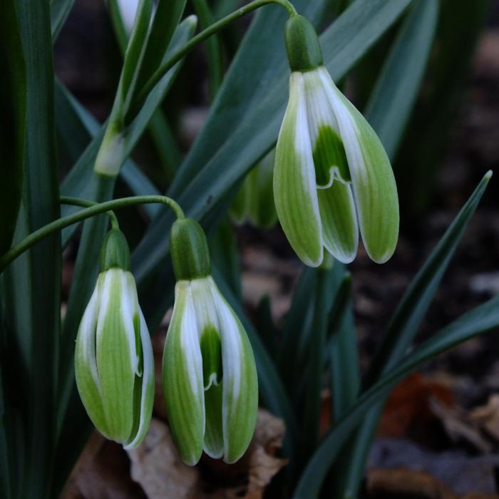 Galanthus 'Wifi Scharcuterie' plant