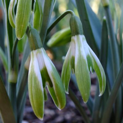 galanthus-wifi-scharisma_1_400.jpeg