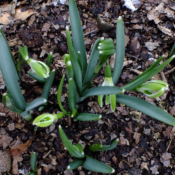 Galanthus 'Wifi Scharisma' plant