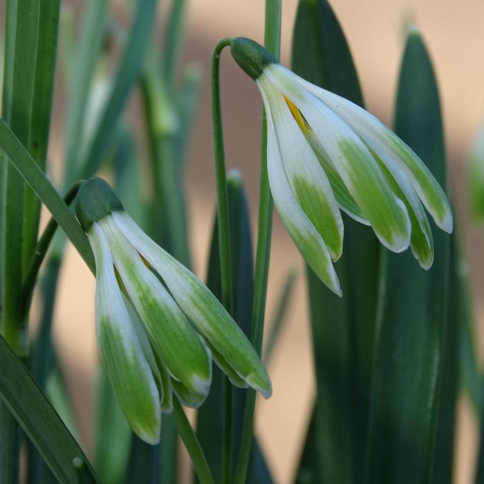 Galanthus 'Wifi Scharleston' plant