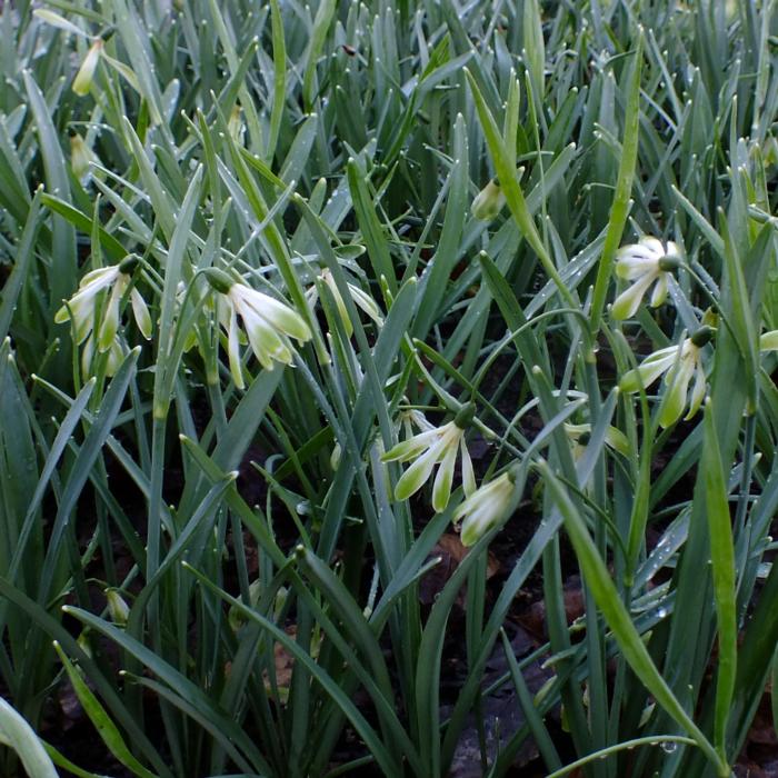 Galanthus 'Wifi Scharleston' plant