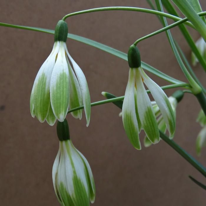 Galanthus 'Wifi Scharleston' plant