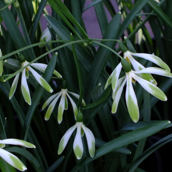 Galanthus 'Wifi Scharleston' plant