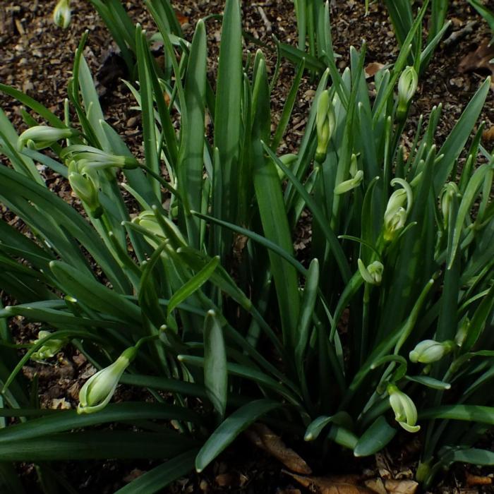 Galanthus 'Wifi Schatterie' plant