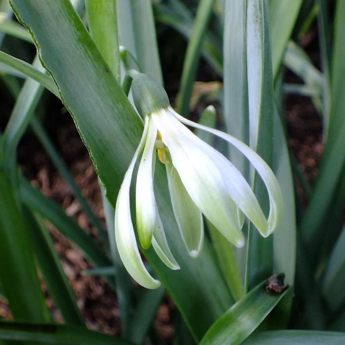 Galanthus 'Wifi Schatterie' plant