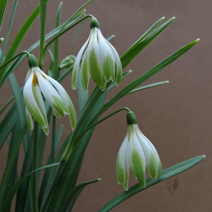 Galanthus 'Wifi Schatterie' plant