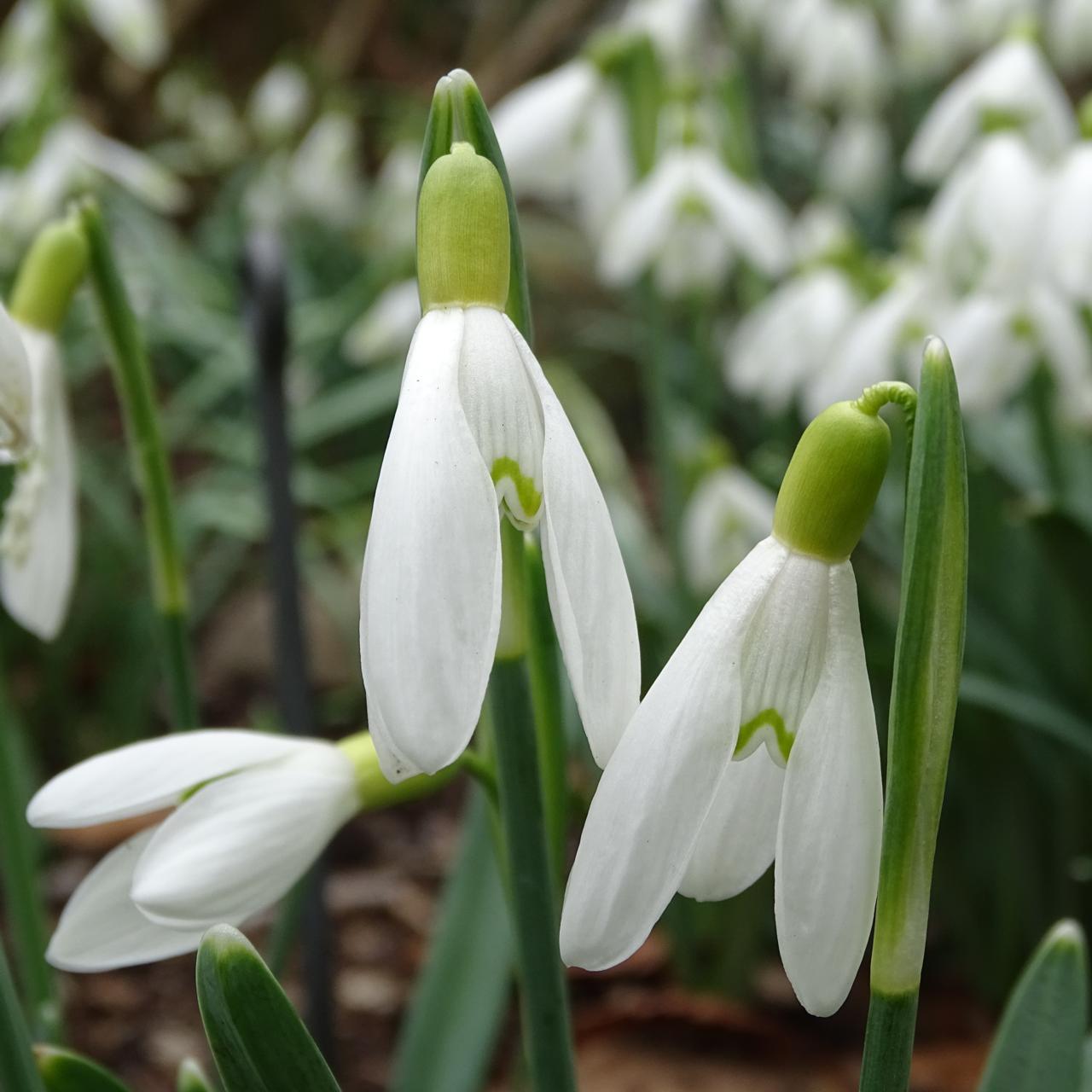 Galanthus 'Wifi Semi Light' plant