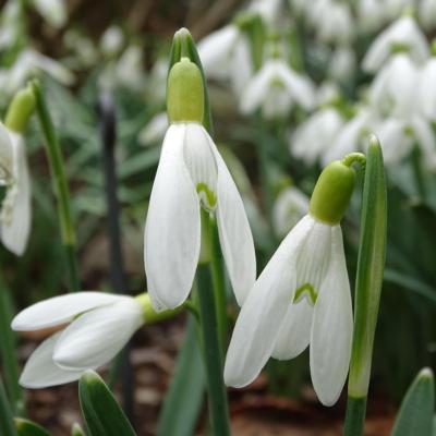 galanthus-wifi-semi-light_400.jpeg