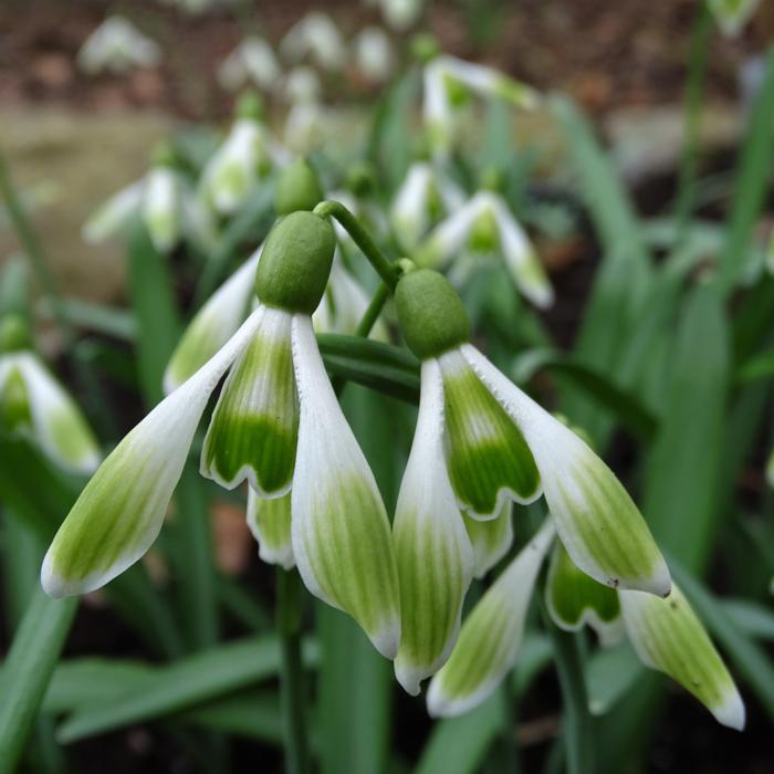 Galanthus 'Wifi Shuttlecock' plant