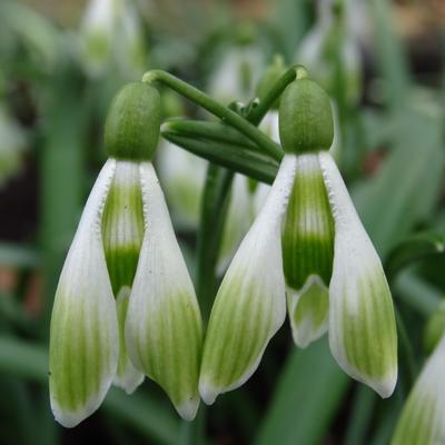 galanthus-wifi-shuttlecock_400.jpeg