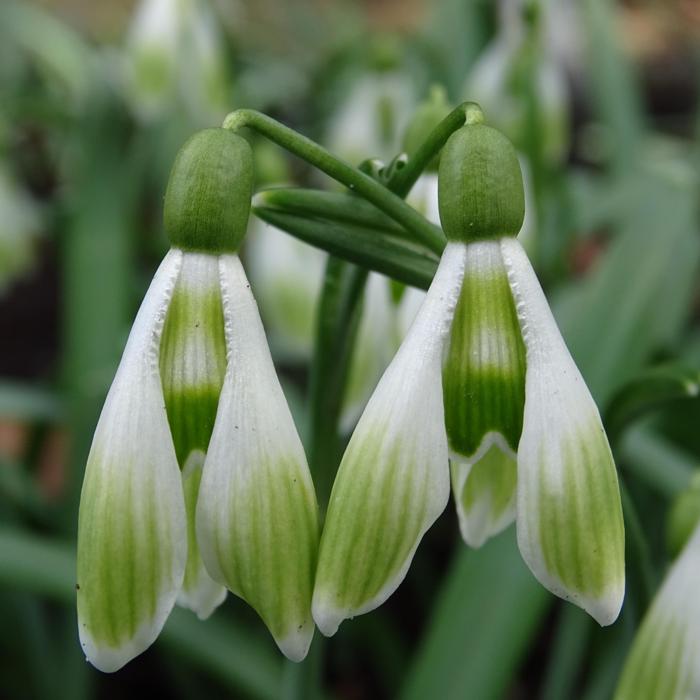 Galanthus 'Wifi Shuttlecock' plant