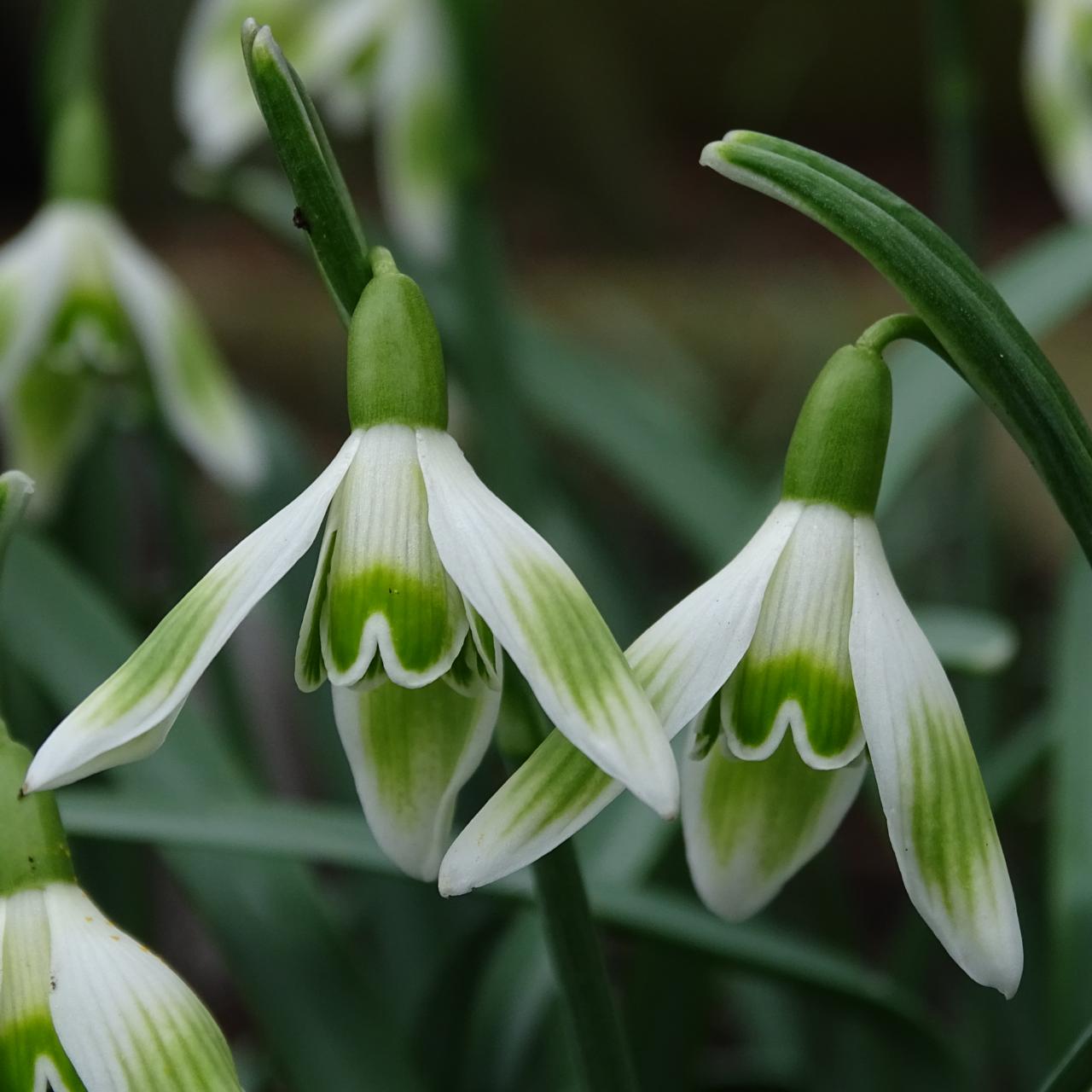 Galanthus 'Wifi Skia' plant