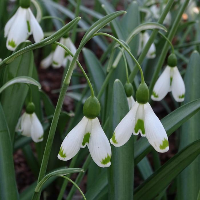 Galanthus 'Wifi Skydiver' plant