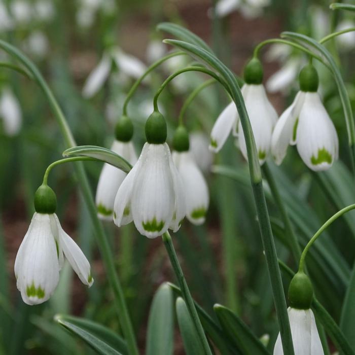 Galanthus 'Wifi Skydiver' plant