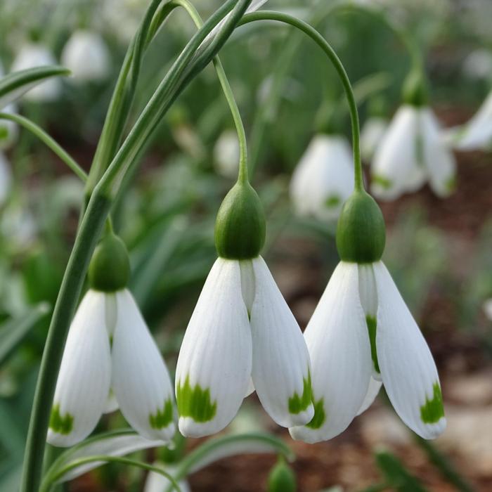 Galanthus 'Wifi Skydiver' plant