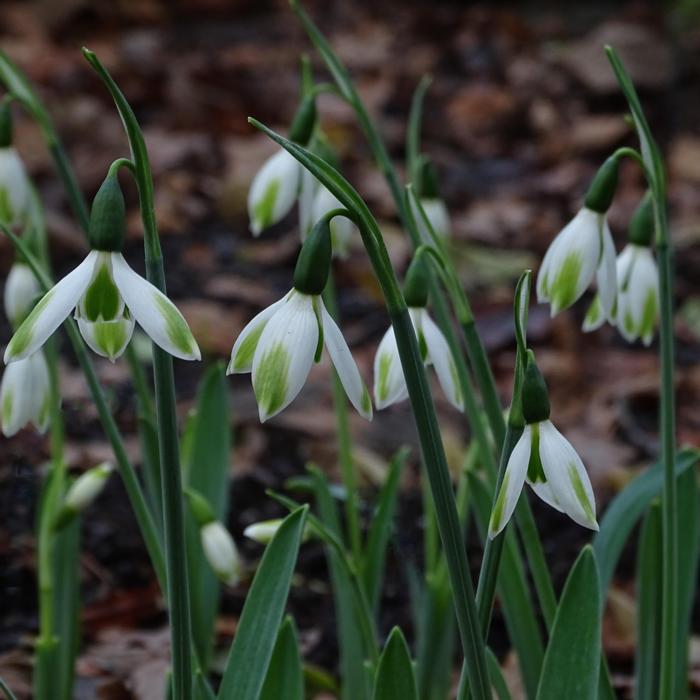 Galanthus 'Wifi Spearhead' plant