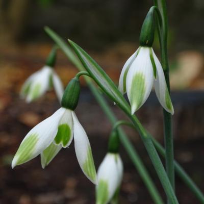 galanthus-wifi-spearhead_400.jpeg