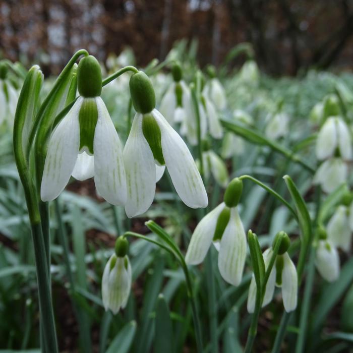 Galanthus 'Wifi Spinach Cream' plant