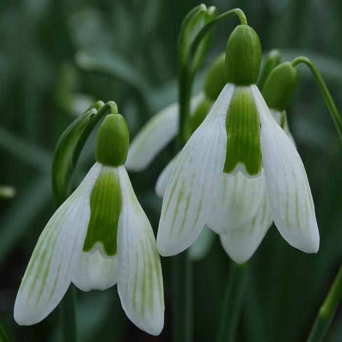 Galanthus 'Wifi Spinach Cream' plant