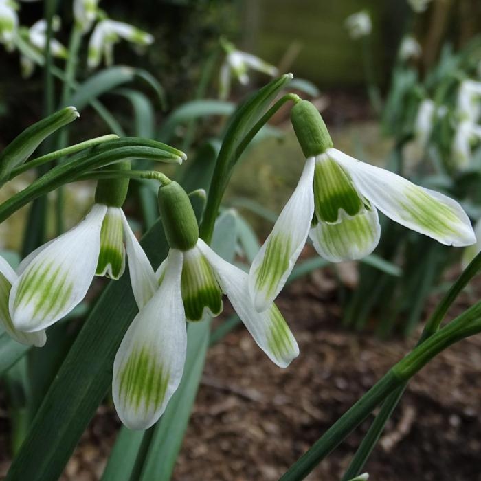 Galanthus 'Wifi Spoonbill' plant