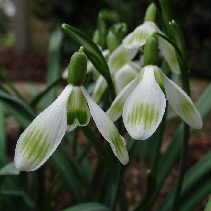 Galanthus 'Wifi Spoonbill' plant