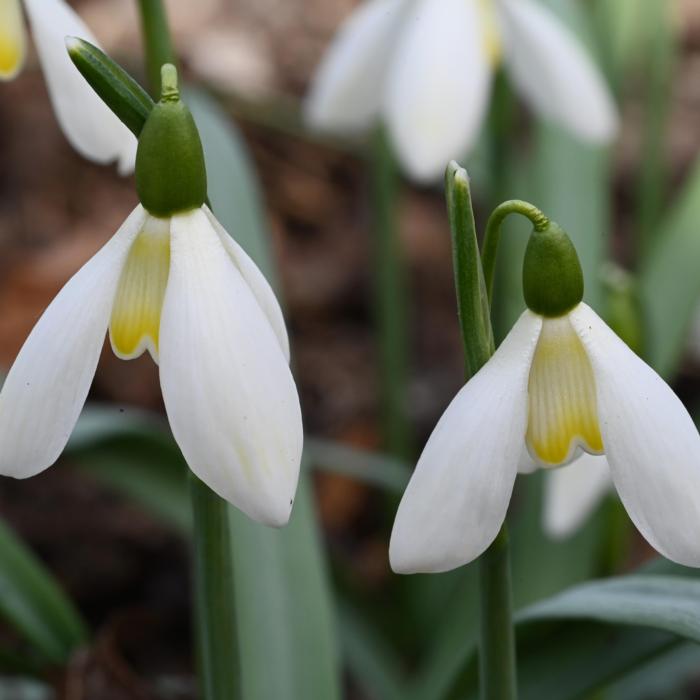 Galanthus 'Wifi Streetlight' plant